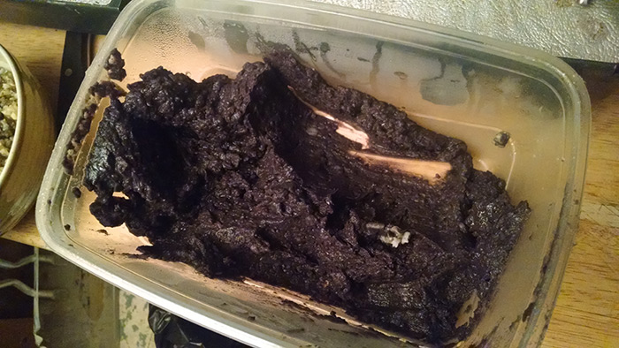 Black Beans for Dogs